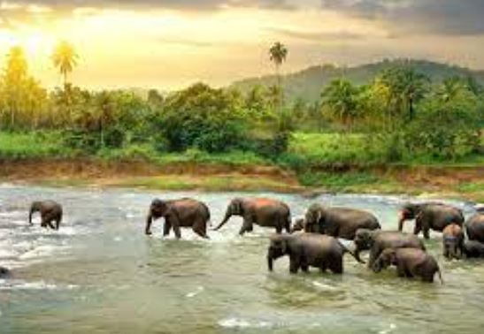पश्चिम बंगाल सरकार ने हाथियों की सुरक्षा के लिए 600 युवा गज मित्र नियुक्त करने की योजना बना रही है?