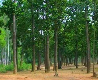 राज्य सरकार की महत्वाकांक्षी ‘‘मुख्यमंत्री वृक्ष सम्पदा योजना’’ का मुख्यमंत्री श्री बघेल विश्व वानिकी दिवस 21 मार्च को का करेंगे शुभारंभ