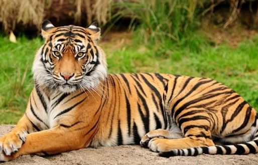 बाघ जनगणना 2022 :  भारत की बाघों की आबादी 3,167 है